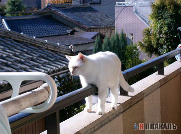 Коты, кошки, котята
