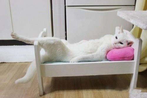Мохнатые беспредельщики