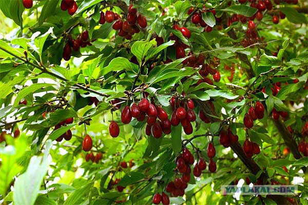 Как выглядели наши любимые продукты до того, как их собрали ч.2