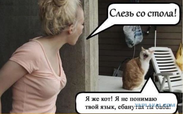 Как договориться с кошкой: практическое руководство