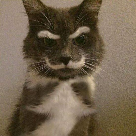 Коты из сети