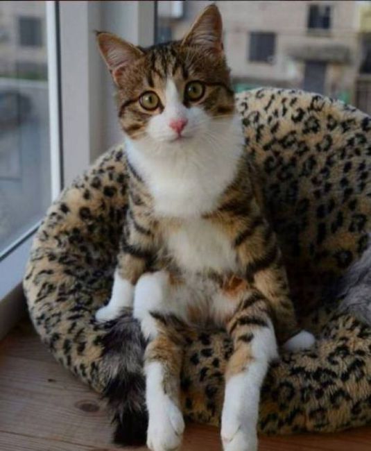 Коты из сети