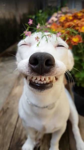 Самые смешные животные