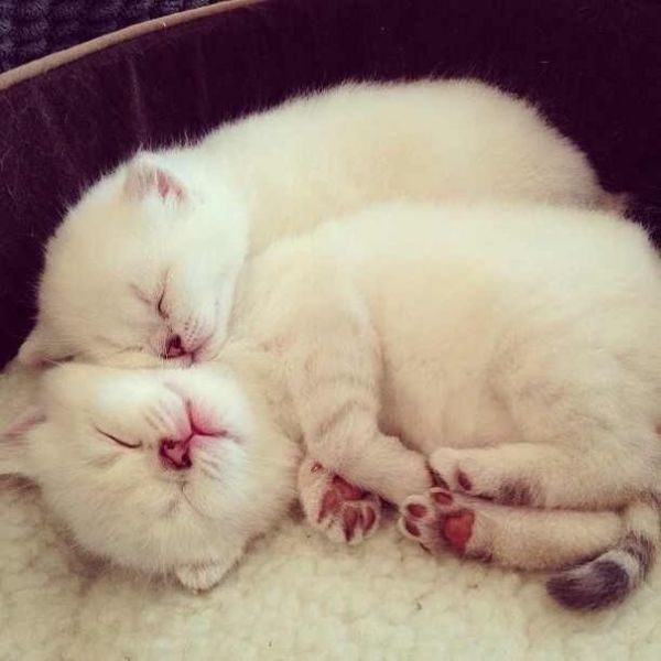 Коты из сети