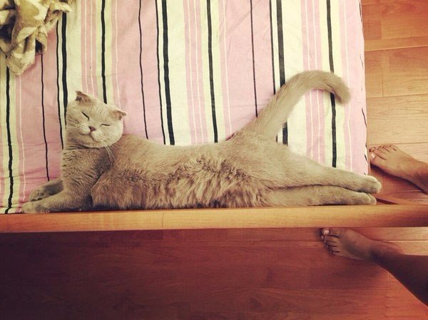 Коты из сети