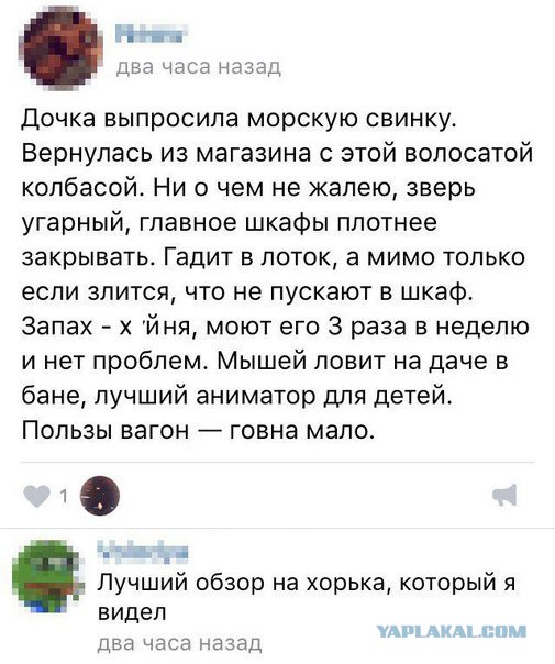 Смешные комментарии из социальных сетей 10.02.2017