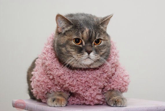 Коты и Кошки
