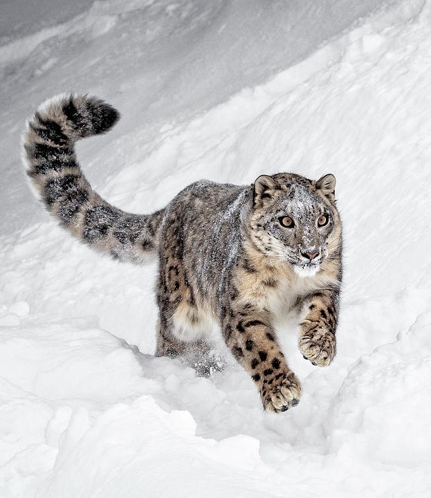 Самые смешные животные