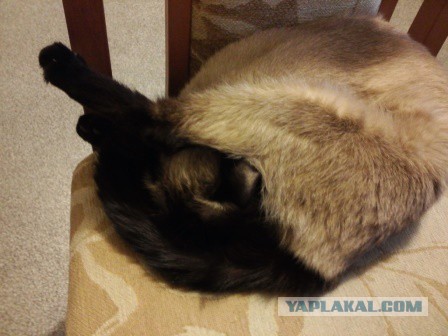 Котовторник 18.04.2017