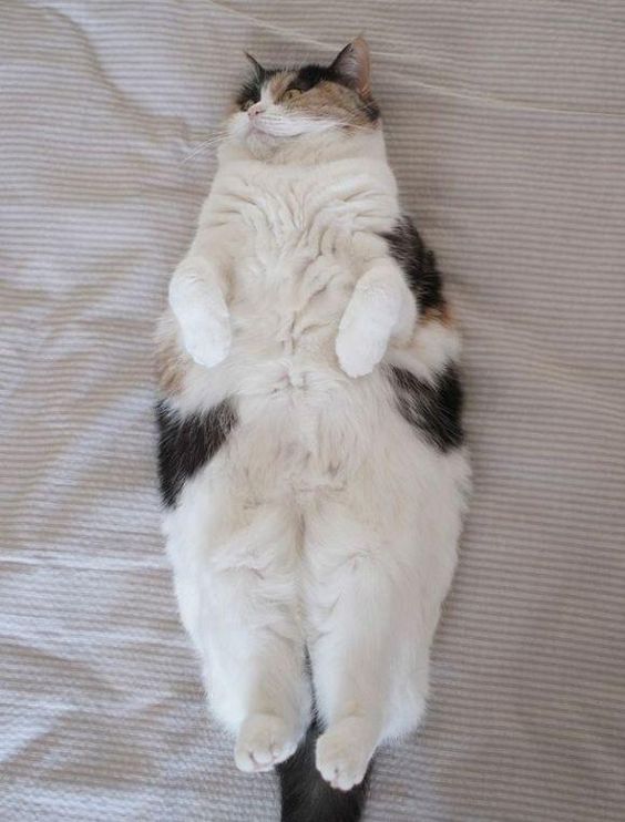 Коты и Кошки