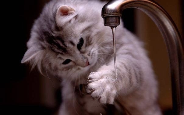 Коты и Кошки