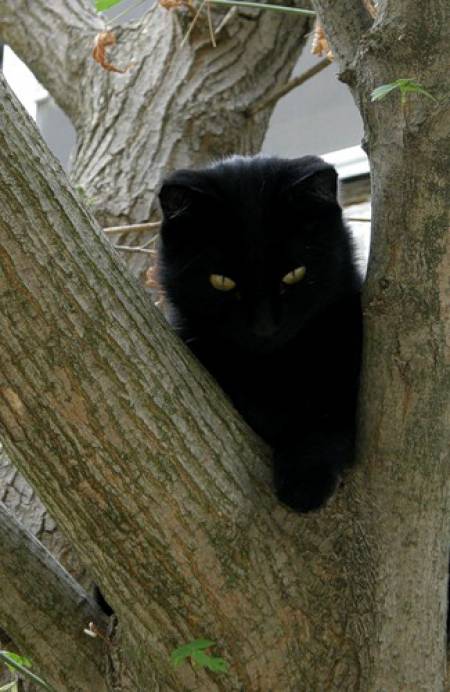 Коты и Кошки