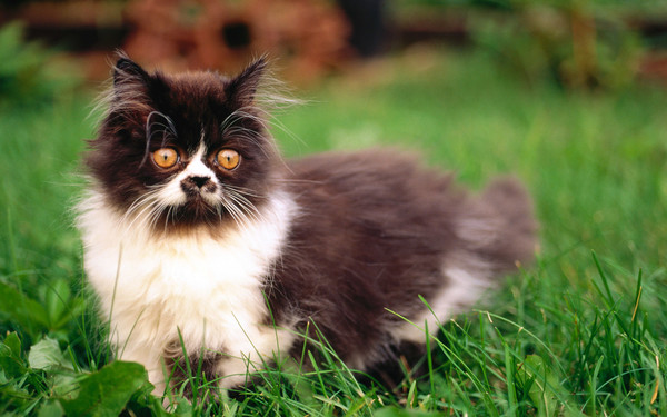 Коты и Кошки