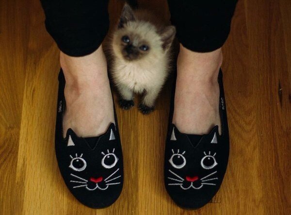 Коты и Кошки