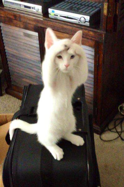Коты и Кошки