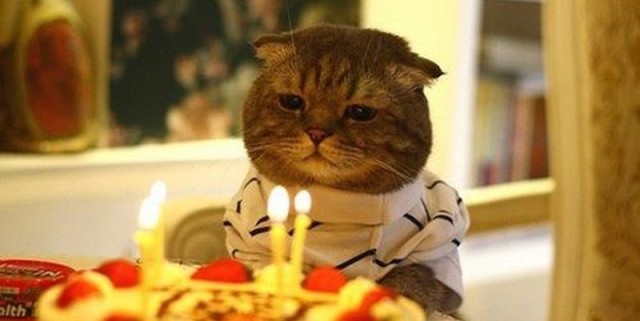 Коты и Кошки