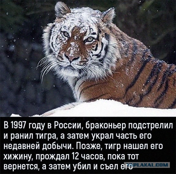 О ситуации в стране и за рубежом. Авторские наблюдения