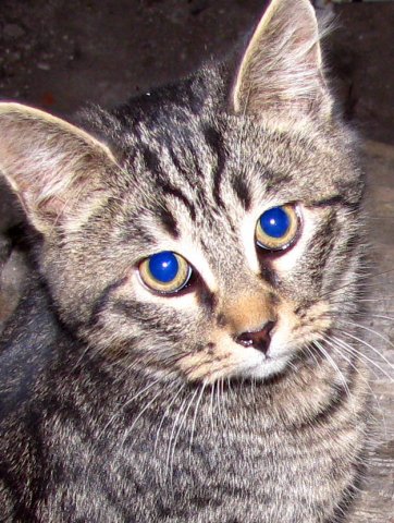 Просто Котовторник