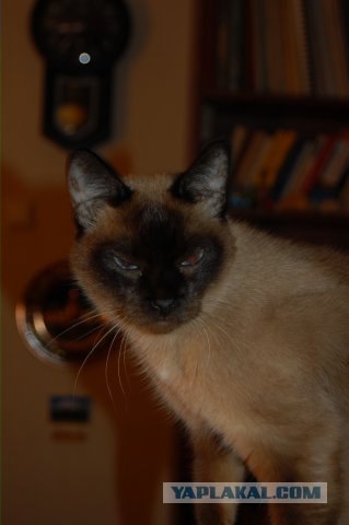 Последний котовторник августа