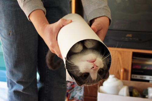 Котейкин вторник! Космический 12.04!