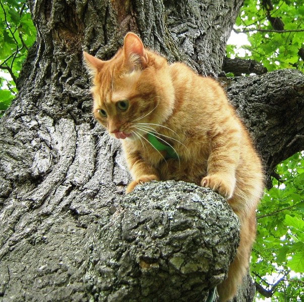 Котовторник объявляется открытым!