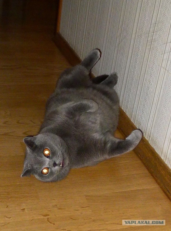 С котовторником !