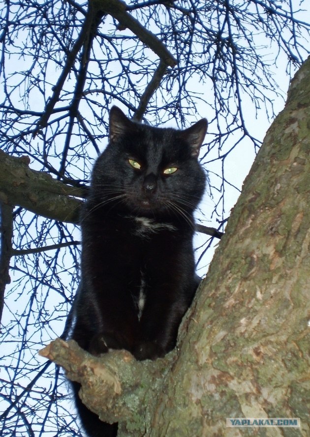 Котовторник 20.12.2011