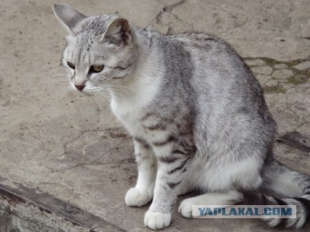 Котовторник 03 07 2012