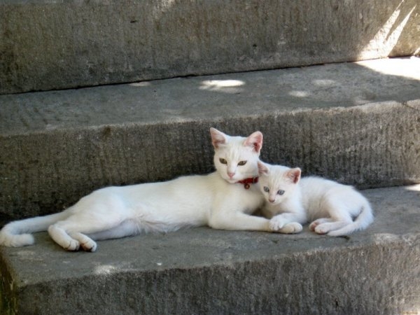 Забавные фото котеек