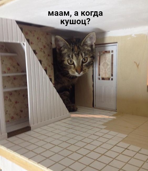 Забавные фото котеек