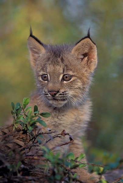 Дикий котовторник 26.11.19