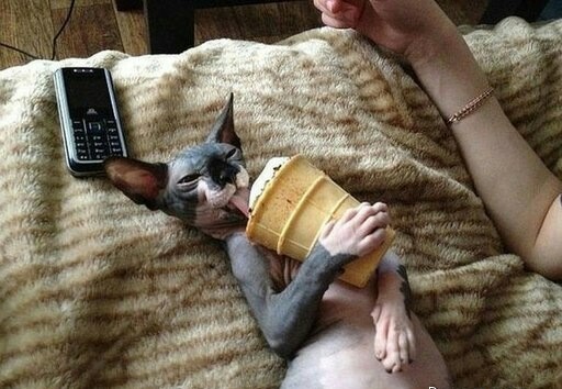 Котовторник 03.03.2020