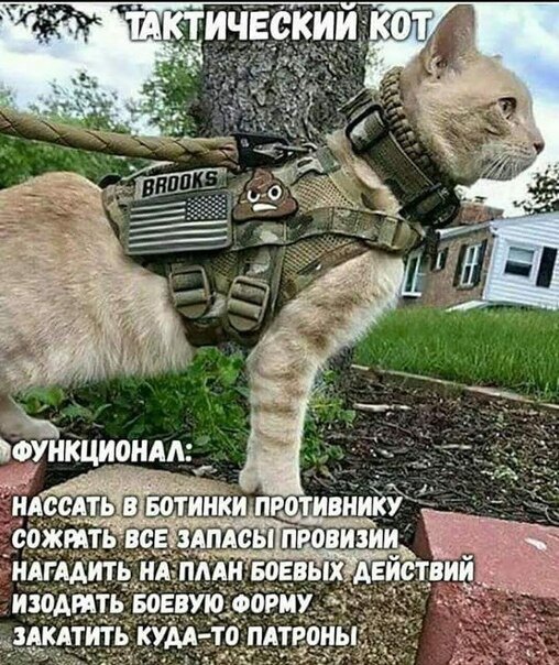 Кучка картинок №8