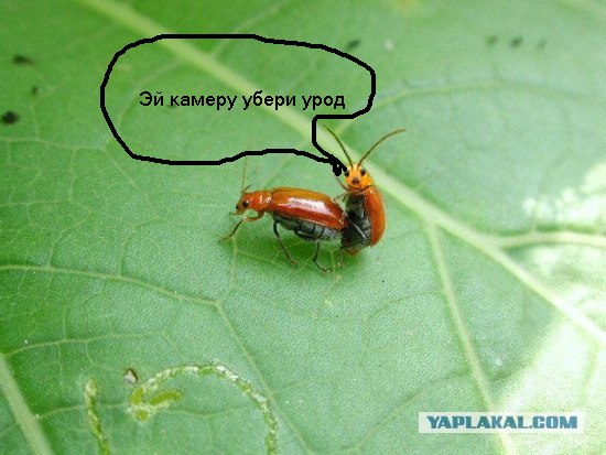 Он как бы нам машет?
