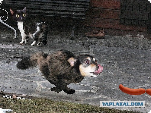 Быстрый кот