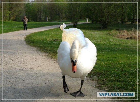 Фотожаба: Я от дедушки ушел, я от бабушки ушел