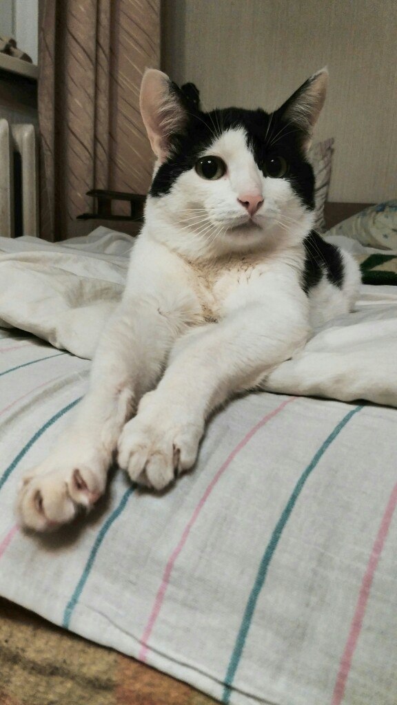 Подборка всякой живности