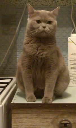 Котовторник  19.03.2013