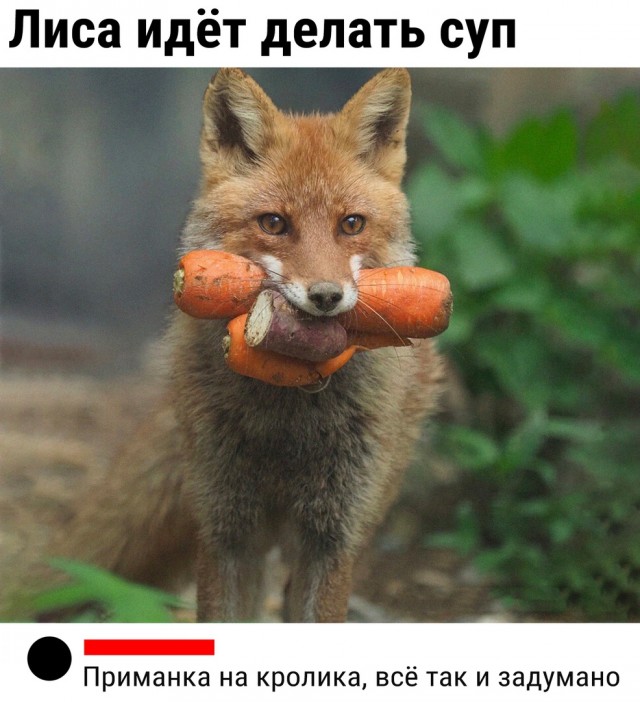 Картинки и мемы, выходные продолжаются