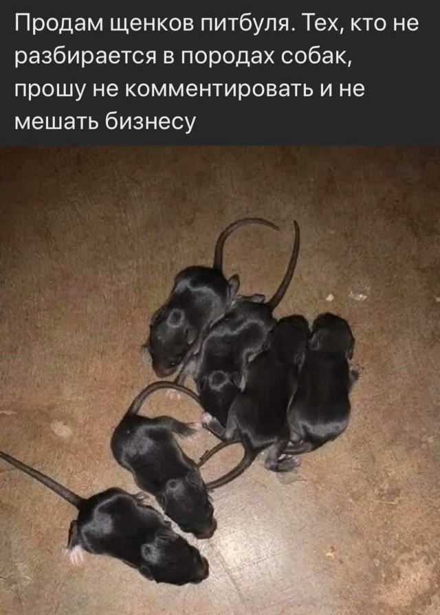 Картинки и мемы, всем хороших выходных
