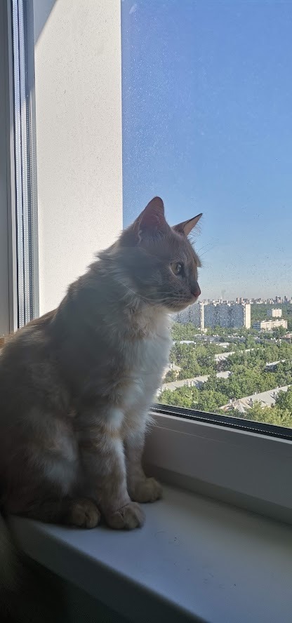 Немного моих котиков к вторнику