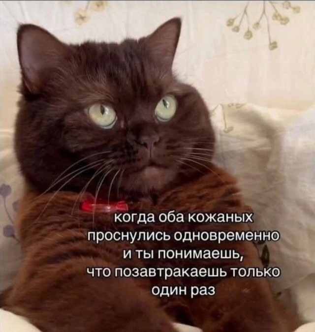 Девушка попросила в Хвиттере остальных скинуть любимые мемы с котами