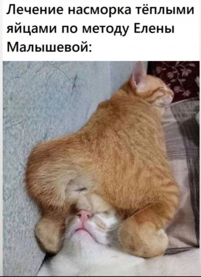 К котовторнику: подборка картинок-баянов с котиками и про котиков. Выпуск 13