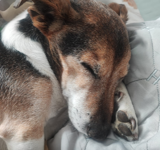 А у Даны д.р. Ей 11 лет..