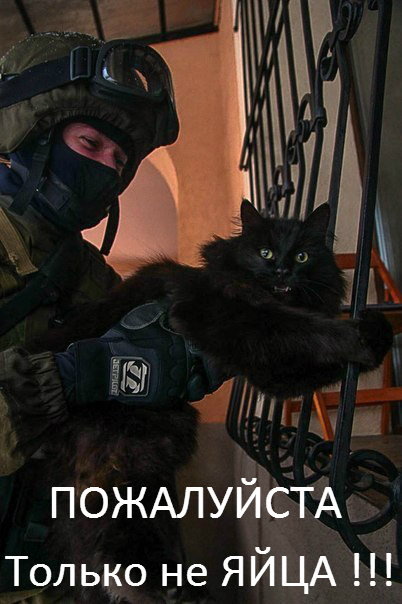 За что лапы крутите, волки позорные?!