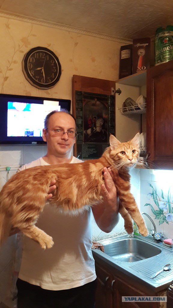 Котовторник 04.03.2014
