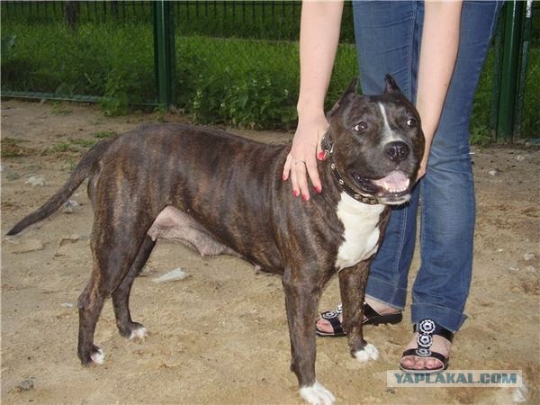 Спасенные собаки