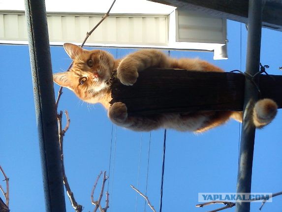 Котовторник 01.04.2014