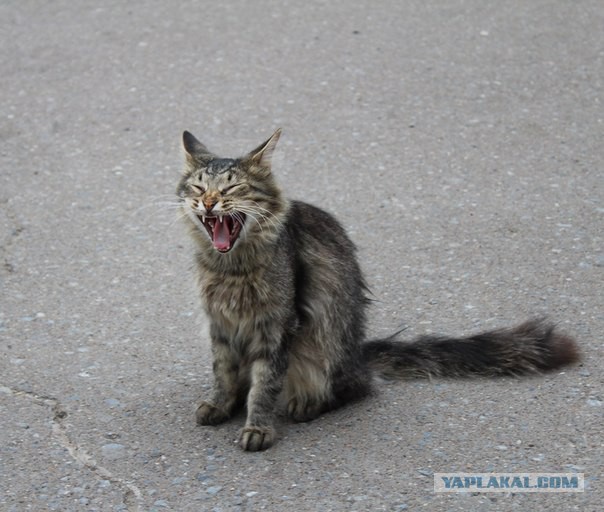 Котовторник  08.07.2014