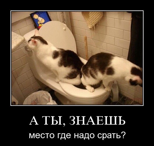 Фекальный террор,